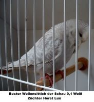 17. Schauwellensittich Zuechtertreffen mit Jungvogel und Babyschau 2012